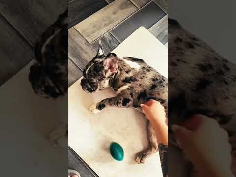 Perros Bulldog Francés en venta