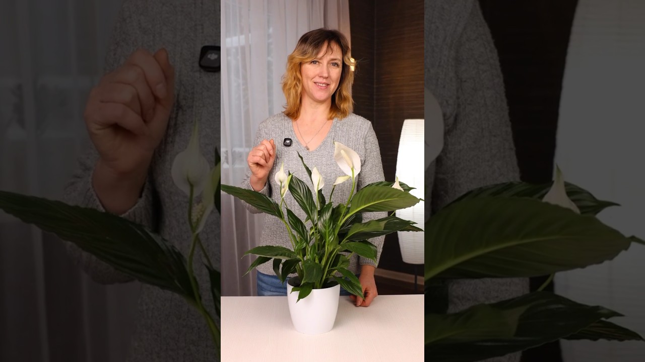 Будет пышно цвести без остановки, если сделать так! Как уговорить зацвести спатифиллум