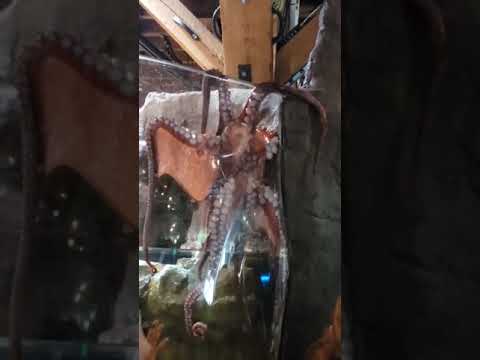 Octopus escaping the tank at Seattle aquarium on 2019-05-26