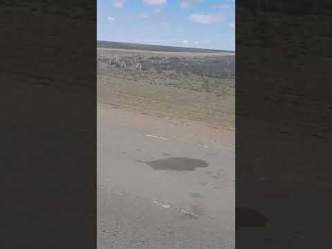 mundo guanaco 20/11/2025 comandante luis piedra buena santa cruz