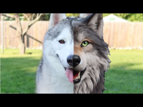 Is Your Husky Actually Part Wolf? Fan Friday 255