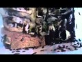 Naupheta cinerea lobster roach colony ca