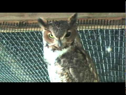 Wildlife Inc pt2.mov