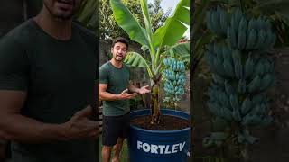 A deliciosa banana azul