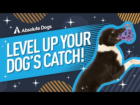 Teach Your Dog to Catch: The Ultimate Focus Game