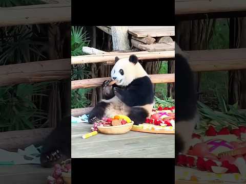 This Panda Just Wanted Attention 🐼💔