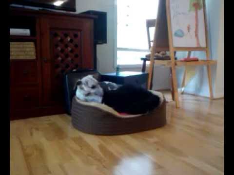 You can never trust whippets with cats.