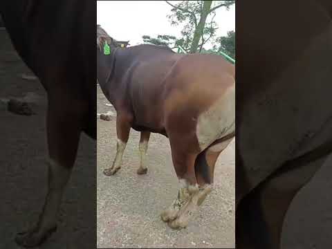 Sapi Bali NQ1053  Qurban Murah 353Kg Ciseeng Free Ongkir Jakarta Bogor Depok Tanggerang Bekasi