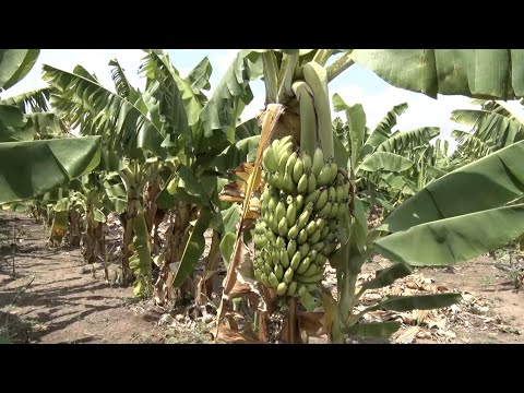 Propriedade em VaÌrzea Grande se destaca na producão de bananas de 10 espeÌcies 16 10 2021