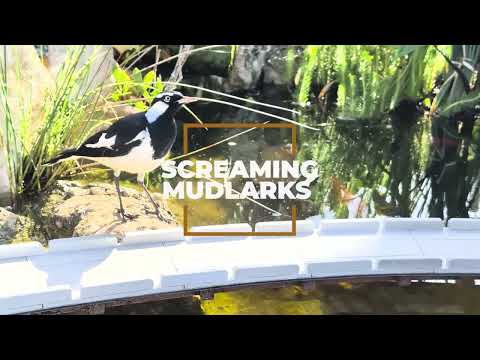 Screaming Mudlark Coffee Company