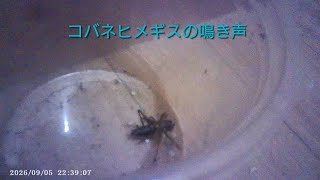コバネヒメギスの鳴き声(かなり小さいです)