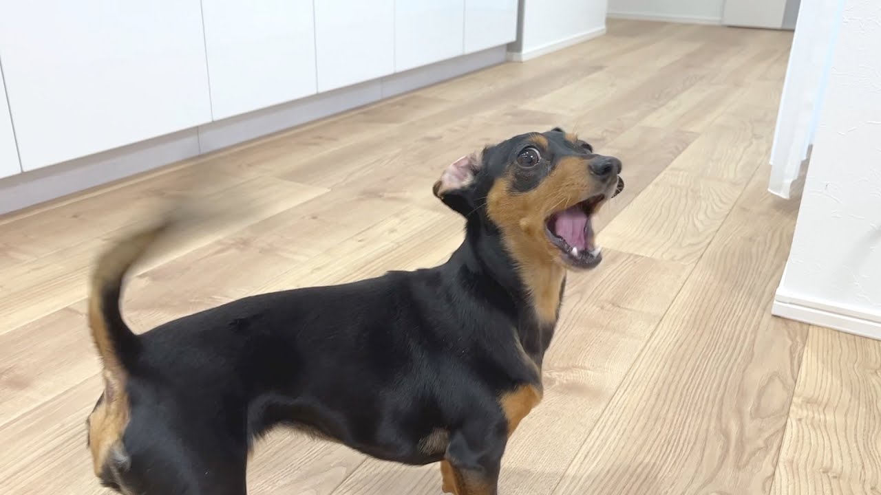 歯に干し芋が挟まった犬