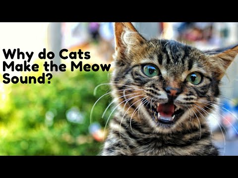 7 Reasons Why Cat Meowing And Cat Yowling Sounds Are important
