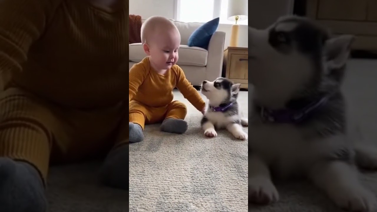 Wait For The Ending! Baby and Husky Falling Over Together 👶🐺