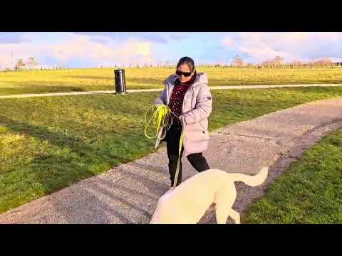 The Recall Training From Habeeba