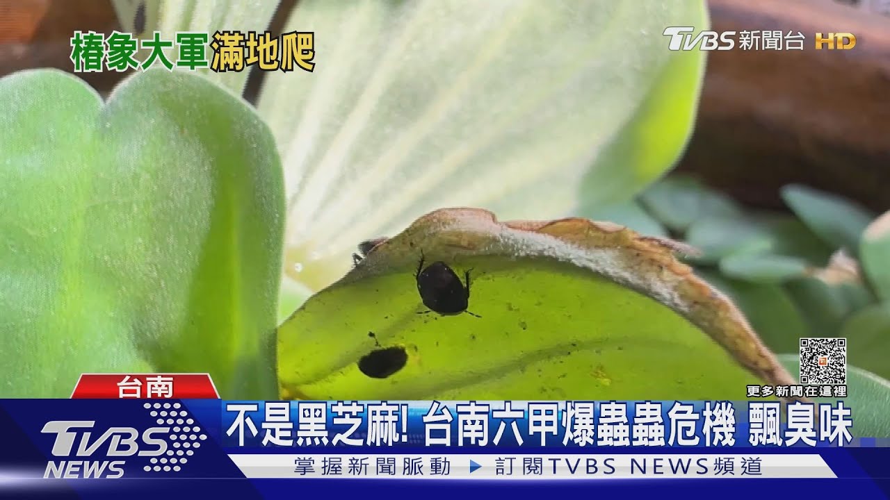 不是黑芝麻!台南六甲爆蟲蟲危機飄臭味 夜市關燈摸黑賣