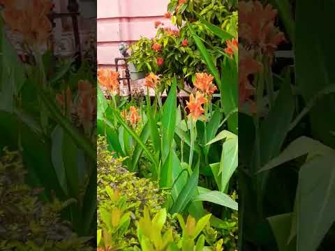 Wow Flowers Factory #wow #flowers #fectory #party #new #youtubeshorts #sorts #foryou #jawan