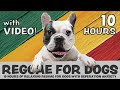 SCIENTIFICALLY PROVEN: 10 Hours of calming Reggae music for dogs with separation anxiety, with video