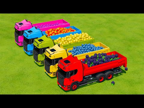 LOAD SOCCER BALLS, ORANGES, LEMONS AND BLACKBARRYS WITH SCANIA TRUCKS - Farming Simulator 22
