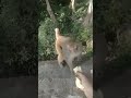 Monkey Takes Apple From My Hand Bandar