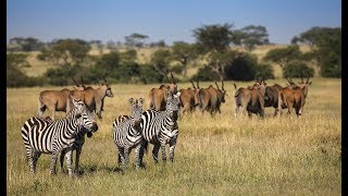 Serengeti Grumeti Reserve - Tanzania : Overview