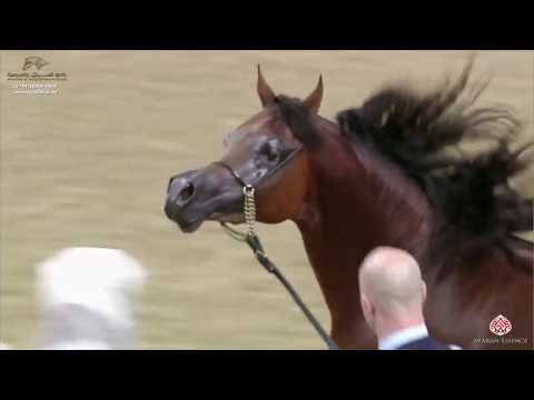 N 53 AMIR AL REEH   29th Qatar Intl A H  Show 2020   3 Years Old Colts Class 3