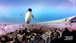 Rock Stealing Penguins