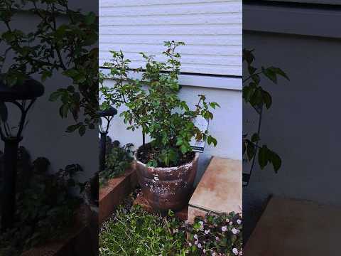 モダンさと実用性 – 庭と生活空間をつなぐ緑の壁  庭園