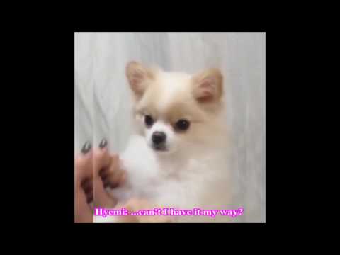 Fiestar: Hyemi Instagram - "Hyemi's Dog Covering TWICE" [ENG SUB]