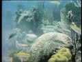 Classic Sesame Street Film Coral Reef 1973