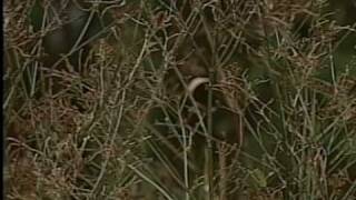 Cornelius residents fear hunters' gunfire