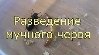 Кто клюет на мучного червя