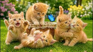 🌼😺 The Happiest Kittens Playing in the Garden | Cute Cat Videos | Relaxing Meow Sound
