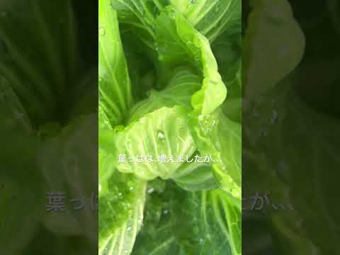 白キャベツ 植物