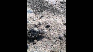 preview picture of video 'Hatching Snapping Turtles at Crow Wing Resort, Akeley, MN'