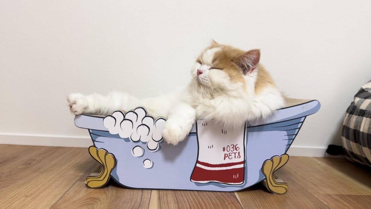 加藤茶すぎるレモンさんを見て欲しいw