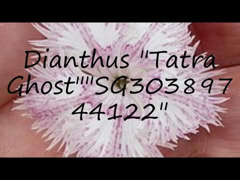 How to pronounce Dianthus "Tatra Ghost""SG30389744122" in English?