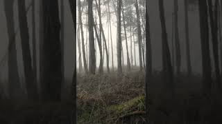 Download lagu The Beauty of Existence  | حمود القحطاني  |   (feat. Hamoud Al Qahtani)  |  Shorts mp3