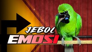 Download lagu 🔴JEBOL EMOSI‼️MASTERAN CUCAK IJO GACOR FULL ISIAN MEWAH mp3