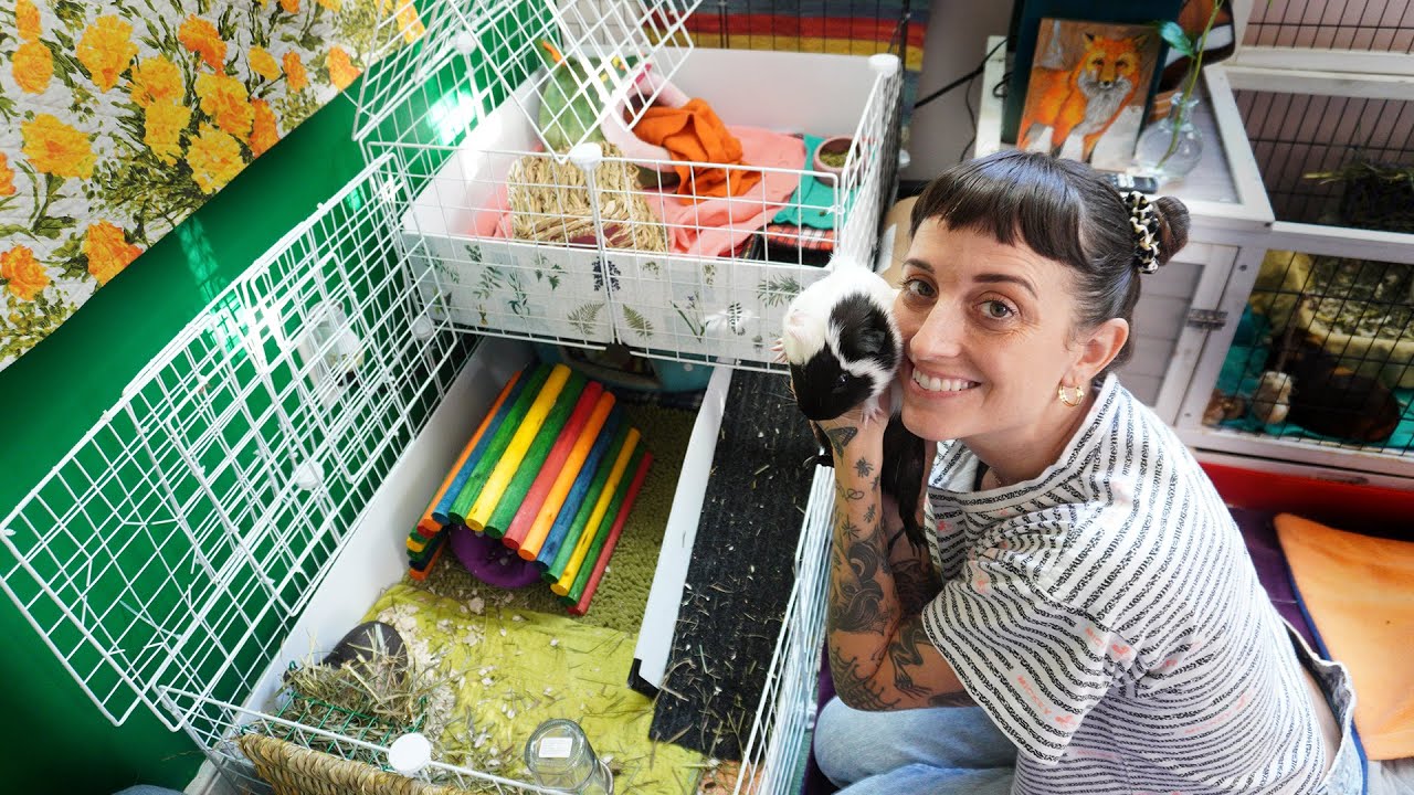 How I Built A 2 story C&C Cage For My Guinea Pigs : DIY VS Store Bought