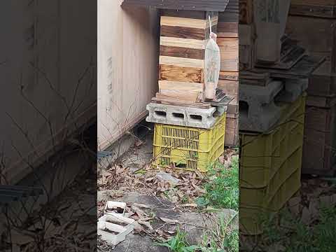 または2022コマドリ巣箱を設置します