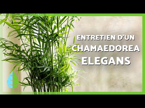 Entretien d'un CHAMAEDOREA ELEGANS 🌴 (Emplacement, arrosage et reproduction)