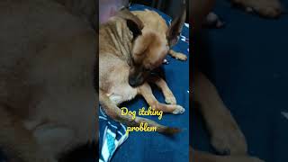 dog itching problem 🐶🐶