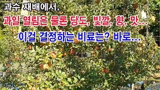 과수재배에서 과일 열림은 물론, 당도, 빛깔, 향, 맛... 이런 것을 결정하는 비료는 바로...(과일나무 …