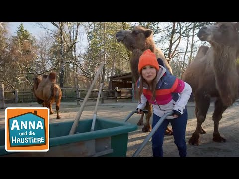 , title : 'Ein Tag beim Zootierpfleger | Info für Kinder | Anna und die Haustiere | Spezial'