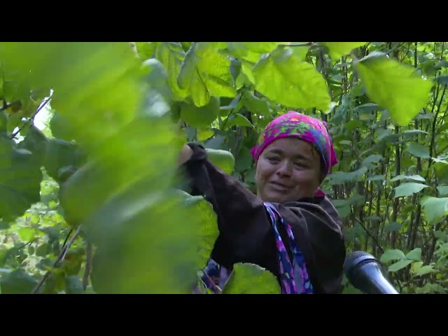 Летом проводят разведку, осенью идут за урожаем: в мамадышских лесах в самом разгаре Ореховый сезон