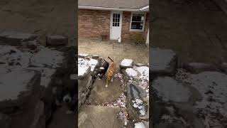 Video preview image #1 Mutt Puppy For Sale in Germantown, OH, USA