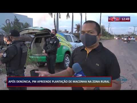 PM apreende plantação de maconha na zona rural de Teresina 06 10 2020