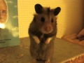 GusGus Forever