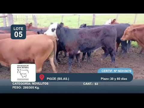 Lote Novillitos - Pigüe Bs As